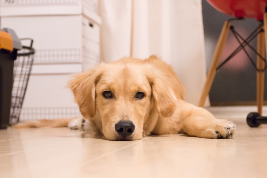 室内犬
